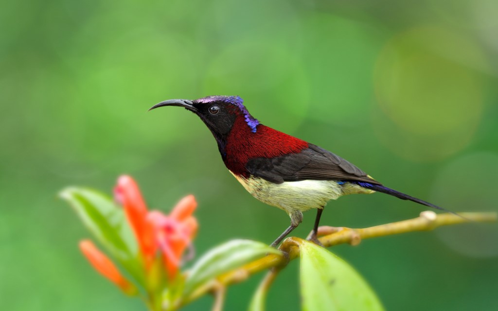 Black-throated Sunbird